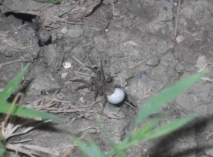 Alopecosa sp.